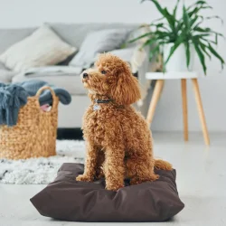 Picture of Pet Supplies